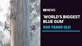 Portrait of a 500yo forest giant, 'the world's biggest blue gum' | ABC News