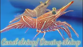 Camel shrimp | Dancing / Camel shrimp | Camel shrimp care | Red sea aquarium Jeddah