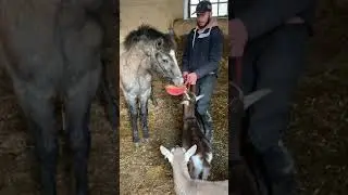 Halston Weaning foals 2020