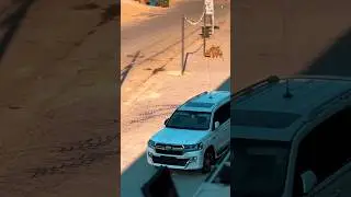 #toyota #v8 #lc200 #landcruiser #toyotacar #japancars #luxurycars #viralvideo #shorts