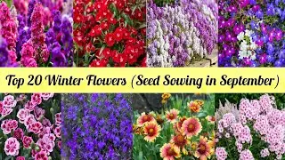 🔴Top 20 Winter Flowers (Seed Sowing in September) #winterflower #seedsowing 