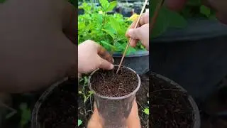 Fast Mint Propagation Secrets - How To Clone Mint Plants