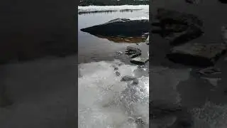 Mink swimming