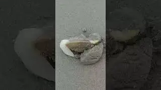 Strahlenk&ouml;rbchen in Aktion
