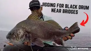 Jigging For Black Drum Around Bridges (With Shrimp Lures)