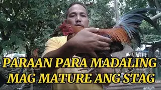 PARAAN PARA MADALING MAG MATURE ANG STAG