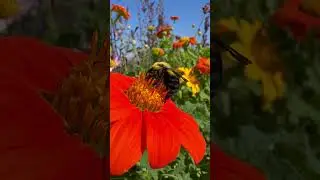 Pollinator plants - This bumblebee is a fan of Mexican Sunflower! #bumblebee #pollinatorgarden