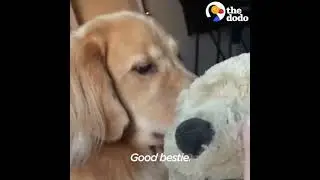 Golden Retriever Dog Gets Jealous Of Stuffed Dog   The Dodo