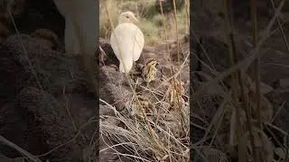 White Partridge babies #birds #birds #birdhome