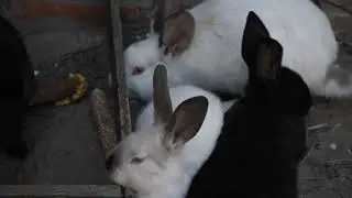 Funny animals