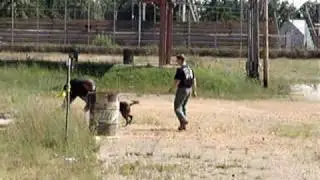Pursuit Police Dog Training and Bite Training