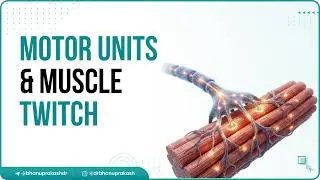 7. Muscle Physiology &ndash; Motor Units & Muscle Twitch 🧠💪 | Basic Physiology with Clinical Correlations