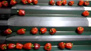The Journey of a British Pepper