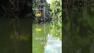 There was this loud calls while shooting the swamp video , any idea what is it?