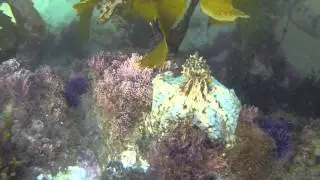 Laguna Bluebelt- Octopus explores the Reef at Fisherman's Cove, Laguna Beach SMR