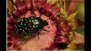 Oxytherea funesta white spotted rose beetle Greece by Theo