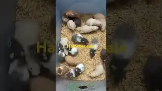 Syrian hamster sale madurai #hamsters #syriyan hamster #rodent #petsale #maduraipets
