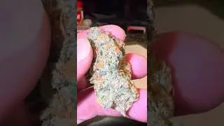ВКУСОВЫЕ СОЧЕТАНИИ ТЕРПИ!!!! - КАПУСТА НА ХЭЛЛОУИН!!!! - ВЗРЫВАЮЩИЕСЯ БИСКОТТИ!!!! ИЗДАНИЕ НА ХЭЛ...