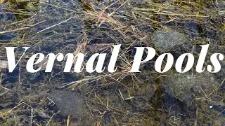 Exploring Vernal Pools | What are they? | Herping Paradise