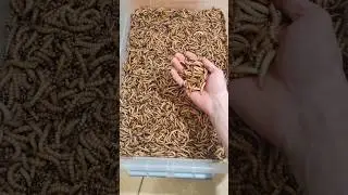 JE NĚCO S Č&Iacute;M SI TENHLE ČERV NEPORAD&Iacute;? #fyp#hmyz#cerv#cervi#chovatel#teraristika#cz#czech#sokolik