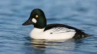 &ldquo;Goldeneye Duck&rsquo;s Dazzling Dive  Nature&rsquo;s Underwater Explorer&rdquo;