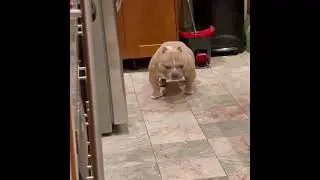Micro American Bully UNO, 6.5 years old