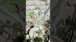 10 year old adenium after pruning #adenium #gardening #plants #shorts #garden #youtubeshorts #bonsai