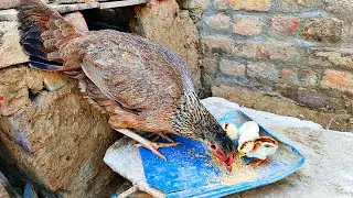 Turkey 🦃 hen coming soon 🫵 set on Hatching|#chicken #daily #hen #birds #lovebird #pets #dailyroutine