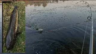 Amazing Snakehead fishing with 20gram frog lure || murrel fishing live catching video