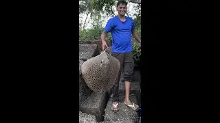 Catching giant StingRay fish in Goa River