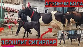 БУГУНГИ НАРХЛАР ЁНДИ🔥 ИСЛОМЖОНДАН 4 БОШ БОЛЛАРИ НОВВОС ЕНА БОЛЛА СИГИРЛАР СОТЛАДИ 3 БОШЛИГ СИГИРЛАР 