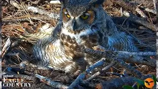 Eagle Country 1-11-26.  Great Horned Owl Lays her 1st Egg of the Season; Male Delivers Bat Prey. 🦉🥚🦉