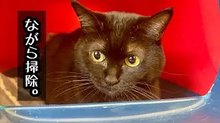 掃除しながら遊ぶ？遊びながら掃除する？【白黒猫と掃除】