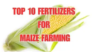Top 10 Best Fertilizers for Maize Farming | Boost Your Maize Yield in 2025!