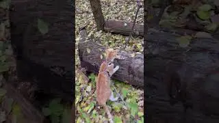 Hiking adventure feat dog & cat  #dog #adventure #hiking #cat #shorts #viralvideo #viralshorts