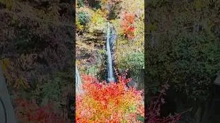 Chichibu Sitama Autumn Colors #autumn #japantravelguide #autumninjapan #chichibu