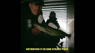 🎯 #Shorts One Twitchbait That Does It All! #perch #zander #jerkbait #amsterdam