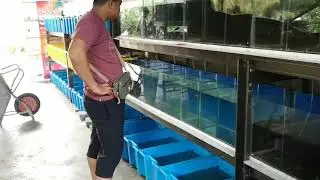 Ikan guppy gred A di rizqi farm