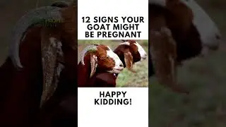12 Signs Your Goat Might Be Pregnant #GoatCare #KiddingSeason #FarmLife #AnimalHealth