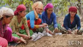 Metsityksen Taide - Art of Reforesting