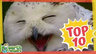 Even FUNNIER Animal Jokes | Earth Rangers