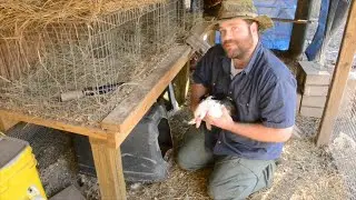 Broody Muscovy Duck