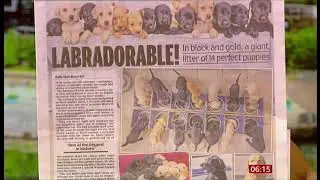 Labradorable 14 (Labrador) puppies story (fun stuff) (UK) - BBC News - 30th May 2020