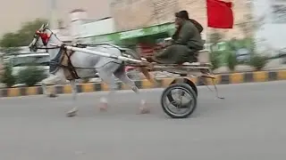 Shinka video | Horse and shinka video | kashif Khankhail Vlogs