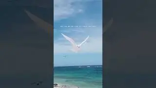 White tern tries to attack marine biologist #fairytern #seabird #birds #bird #island #birdnest