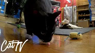 Cats Purring, Playing and Sleeping! 😻😹
