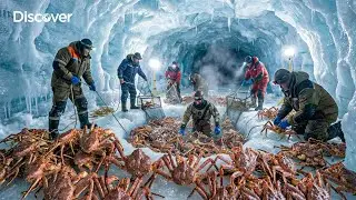 Why 10,000 King Crabs Are Worth $5 Million &ndash; The Deadliest Catch in Alaska