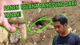 ANAKAN IGUANA KELUAR DARI TANAH ZILLALAND!