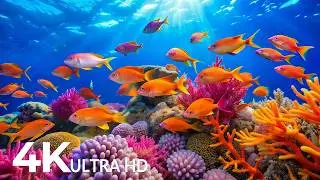 AQUARIUM 4K (ULTRA HD) - Beautiful Fish Swimming & Colorful Sea Life Video 🐠 Deep Sleep Music #15