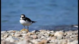 Common Ringed Plover 